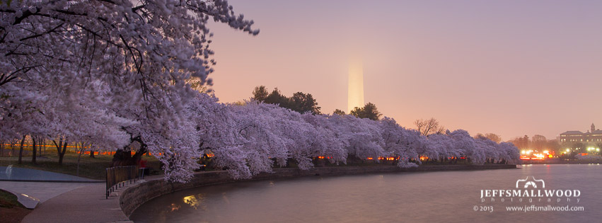 Foggy Cherry Blossoms