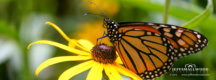 Butterfly on Black Eyed Susan