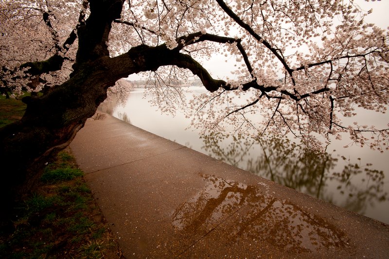 Click to view full screen - Blossoms in the Rain