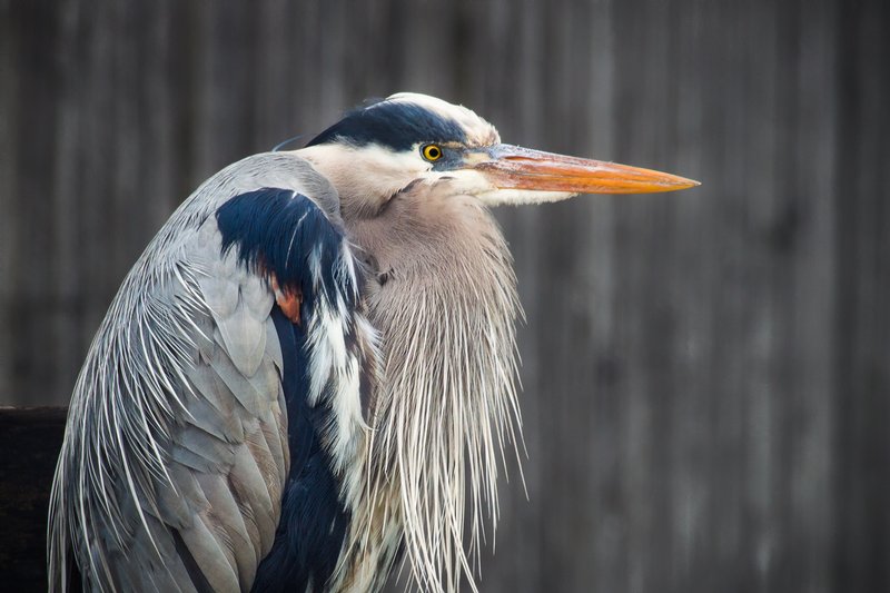 Click to view full screen - Great Blue Heron
