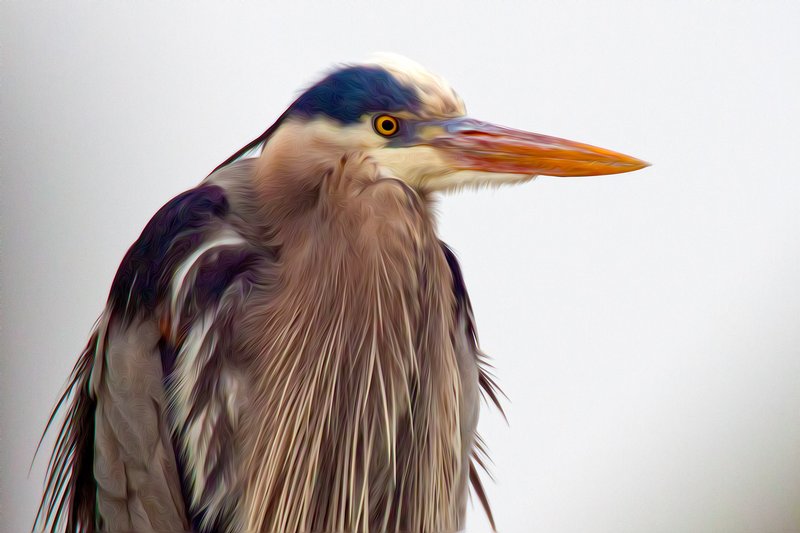 Click to view full screen - Blue Heron on Close Watch