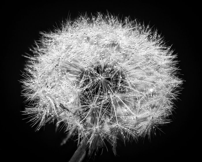 Click to view full screen - Misted Dandelion