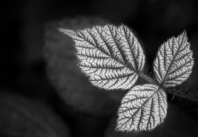 Click to view full screen - Raspberry Leaves in Black and White