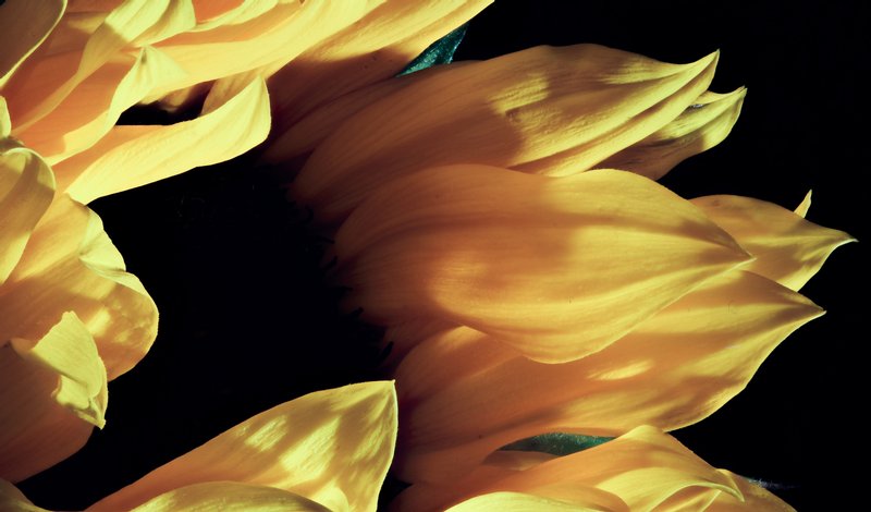 Click to view full screen - Flames in the Wind