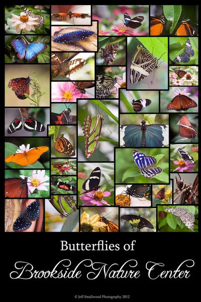 Click to view full screen - Butterflies of Brookside Nature Center