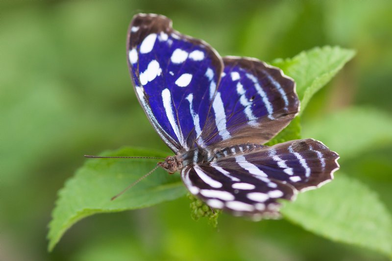 Click to view full screen - Blue Wave Butterfly (Myscelia cyaniris) 