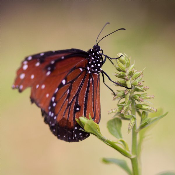 Click to view full screen - Delicate Monarch