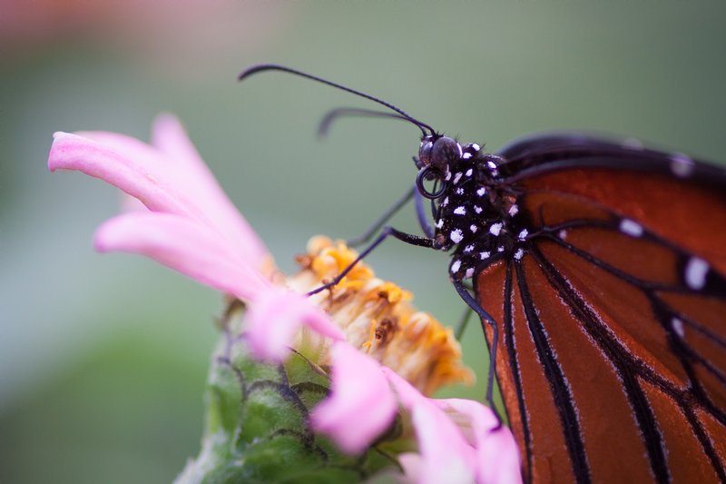 Click to view full screen - The Queen (Danaus gilippus)