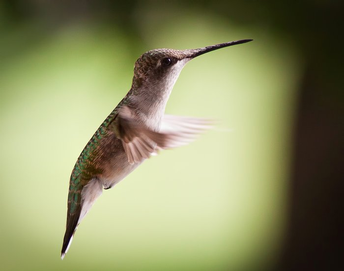 Click to view full screen - Hummingbird Hover