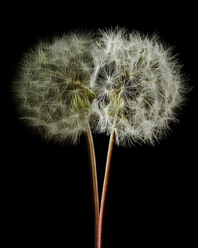 Click to view full screen - Twin Dandelion Fireworks