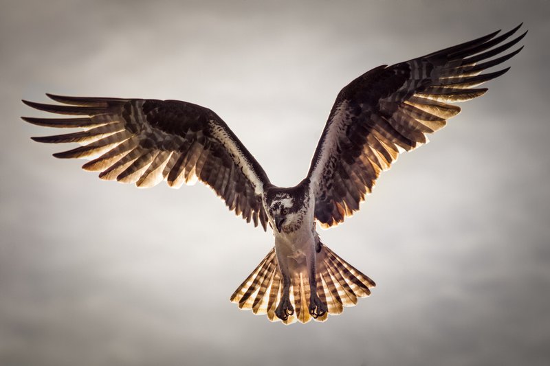 Click to view full screen - Power in the Sky (Osprey)