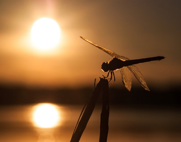 Click to view full screen - Dragonfly in the Sun